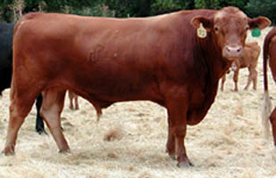 A 2 1/2 year old Reg. Red Angus bull