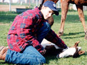 Michael Rivera is petting a newborn foal.
