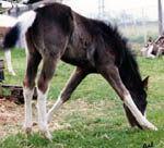 The foal (Decco Pepycola) has to spread his legs to eat grass