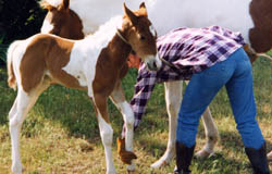 Stacy Rivera is teaching a foal to lift his leg.