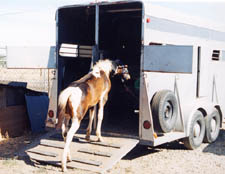 Michael Rivera is trailer training a foal