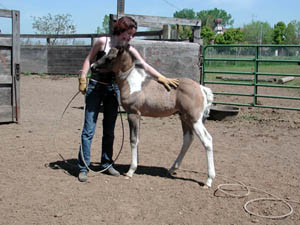 Cyrenea is working with this grulla colt on lead training.