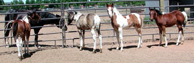 Four foals tied and standing quietly