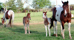 Two 2002 colts with their dams.