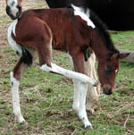 A foal is scratching herself