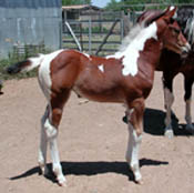 'Starburst' - filly by Bo Sox Red b. 5/27/02