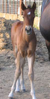 2008 Bay Solid Colt by Jolly Yo Cat x Decco MegaPep