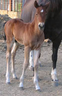 2008 Bay Solid Colt by Jolly Yo Cat x Decco MegaPep