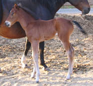 Decco Cat Ewompus, APHA reg. colt - 9 days old