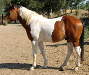 Decco Doc River - 2 year old APHA Gelding