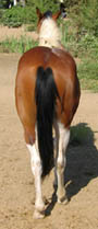 Decco Doc River - 2 year old APHA Gelding