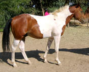 Decco Doc River - 2 year old APHA Gelding