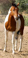 Decco Doc River- 2 year old APHA Gelding