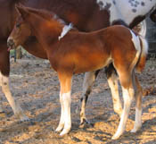 2008 APHA Sorrel Tobiano Filly at 1 month old