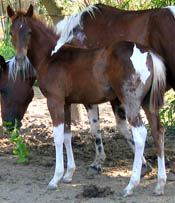 Decco Catalicious - APHA reg. filly - 3 months old