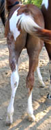 Decco Catalicious - APHA reg. filly - 3 months old