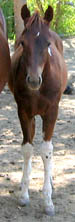 Decco Catalicious - APHA reg. filly - 3 months old