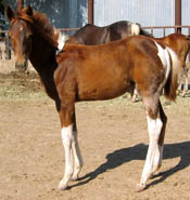 Decco Catalicious - APHA reg. filly - 3 months old