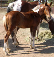 Decco Catalicious - APHA reg. filly - 3 months old