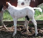 Hickory's Indian Pep filly at 24 hours old