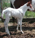 12 hours old