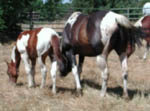 As a weanling