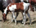 As a weanling