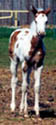 Desi as a foal. Click to view a larger image.