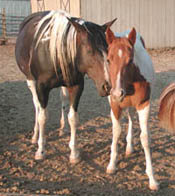 Kit Dual filly at 6 months old