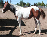 Kit Dual filly at 6 months old