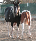 Kit Dual filly at 4 months old