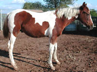 Dual Regard colt at 6 months old