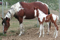 Dual Regard colt at 2 weeks old with dam