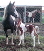 Decco Freckle Face and her Laker Doc colt at 1 hour old.
