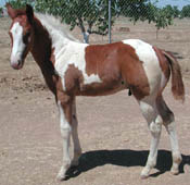Unnamed Colt by Decco Pepycola x Decco MegaMotion