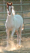 As a weanling
