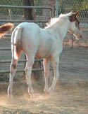 As a weanling