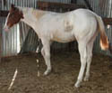 As a weanling