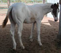 As a weanling