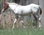 As a weanling