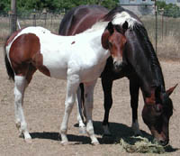 Decco Megariffic (filly - sold) with dam MGM MegaBandit, sired by He's In Command