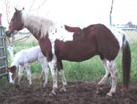 Decco Megamotion and her 12 hour old Hickory's Indian Pep filly.