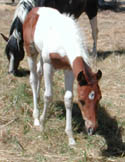 As a weanling