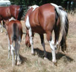 As a weanling