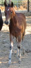 Decco Cat Ewompus, APHA reg. colt - 3 months old