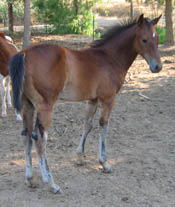 Decco Cat Ewompus, APHA reg. colt - 3 months old