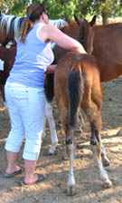 Decco Cat Ewompus, APHA reg. colt - 3 months old