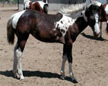 Click to view a larger image of this 2001 foal.