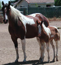 Unnamed Colt with dam Decco Megamotion, sired by Decco Pepycola