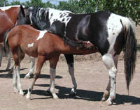 Decco Doc Royal with dam Decco Lo Commotion, sired by Doc's Twice Royal